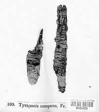 Tympanis conspersa image